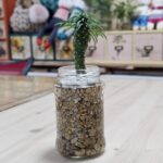 초보식집사 겨울나기 생육온도 알아보기