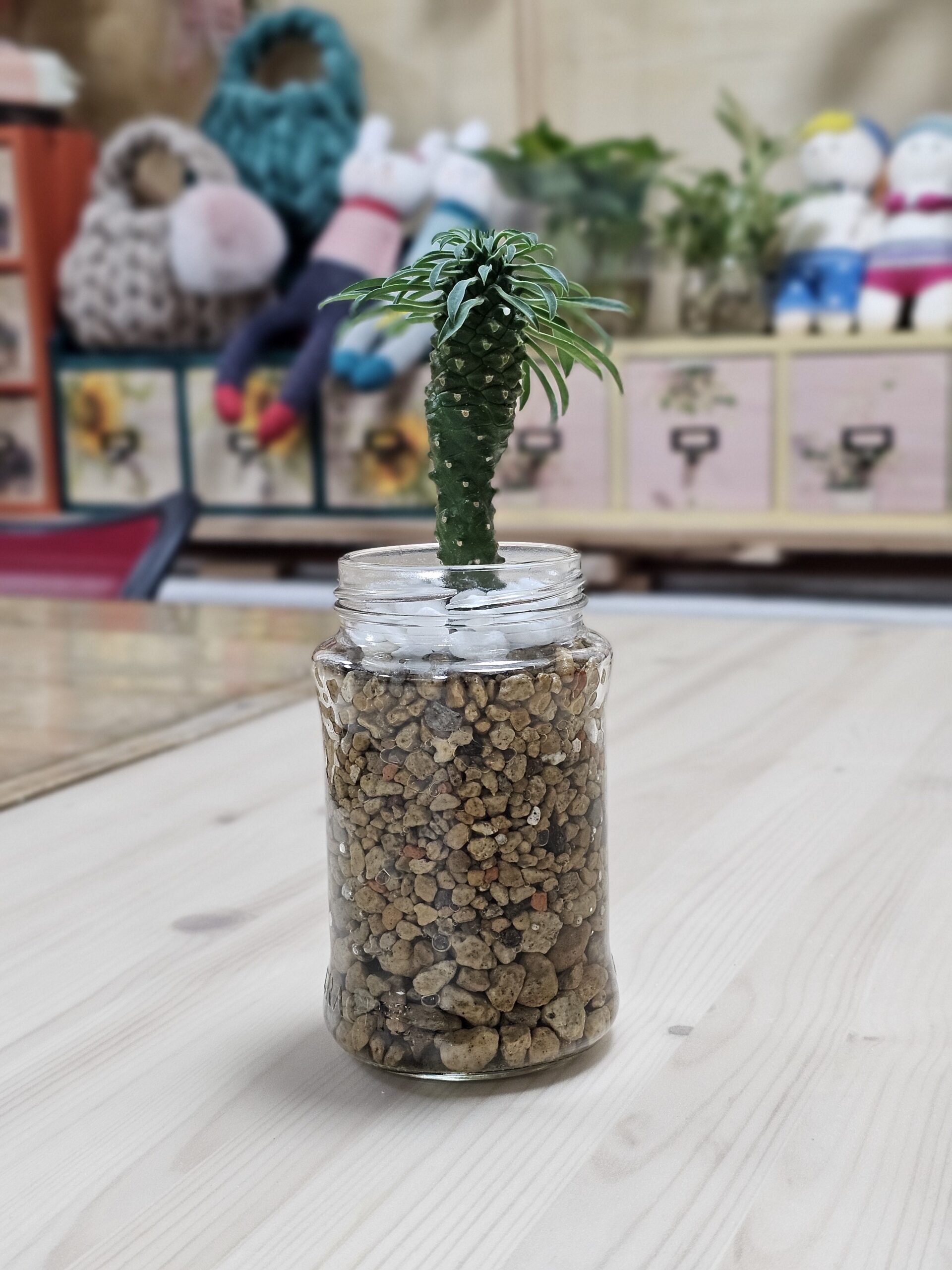 초보식집사 겨울나기 생육온도 알아보기